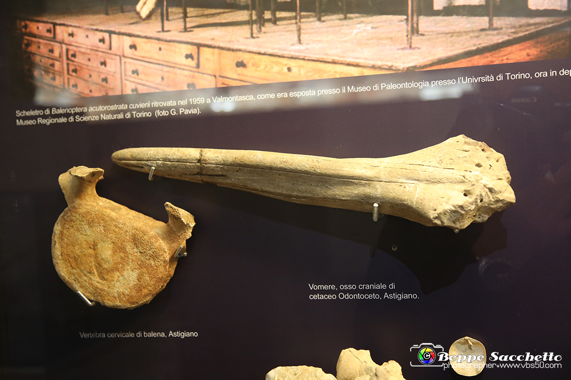 VBS_9105 - Museo Paleontologico - Asti.jpg